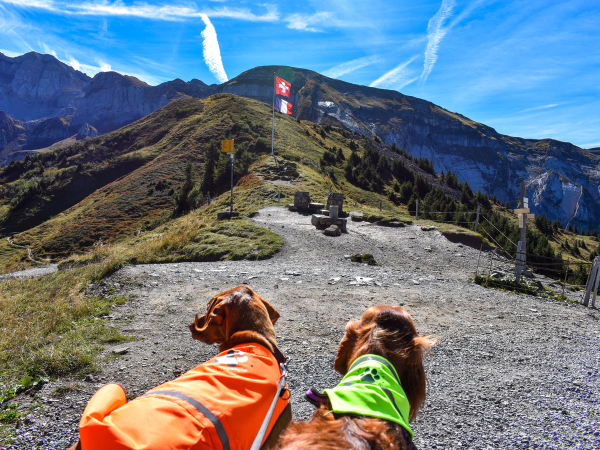 Hunting Vest for Dogs