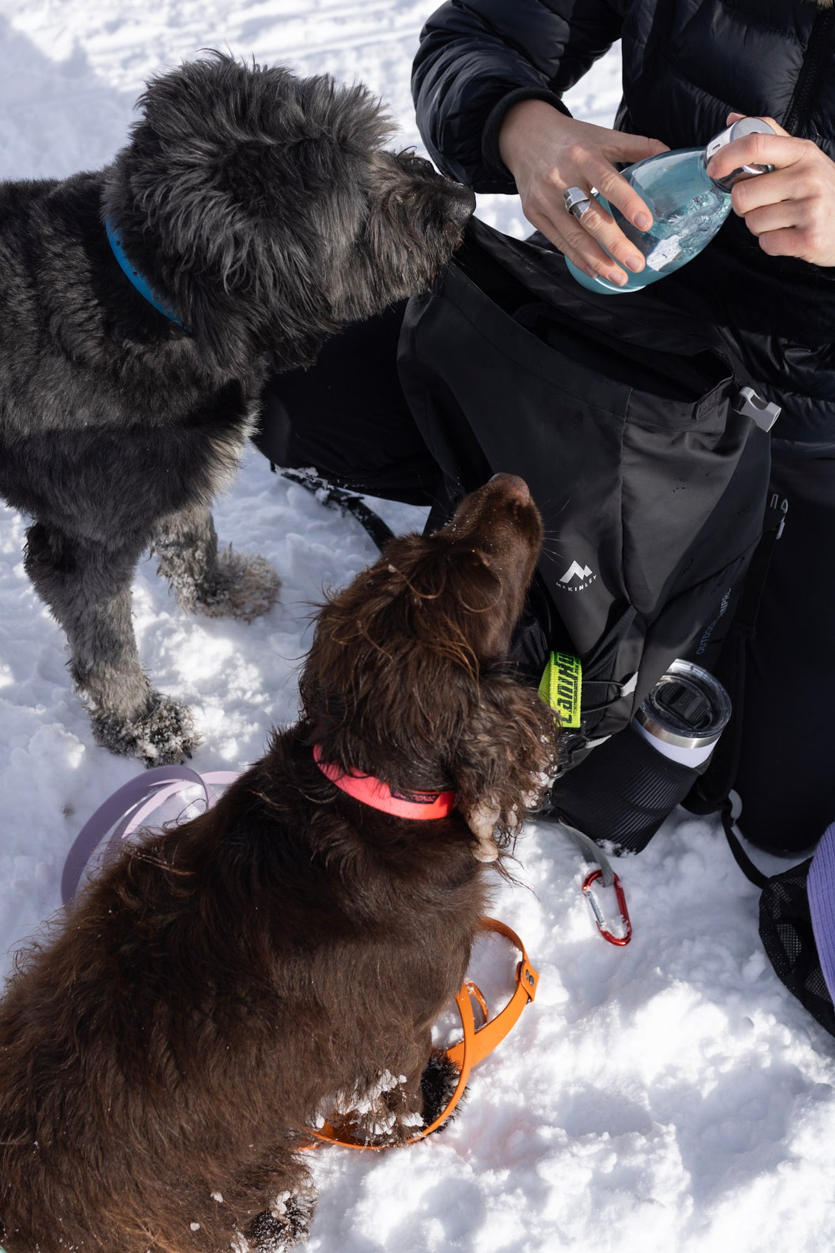 K9 Escapade - A 3.5-4 hour outing