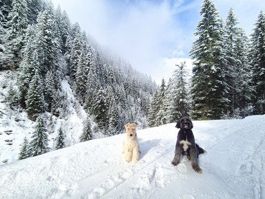 K9 Escapade - A 3.5-4 hour outing