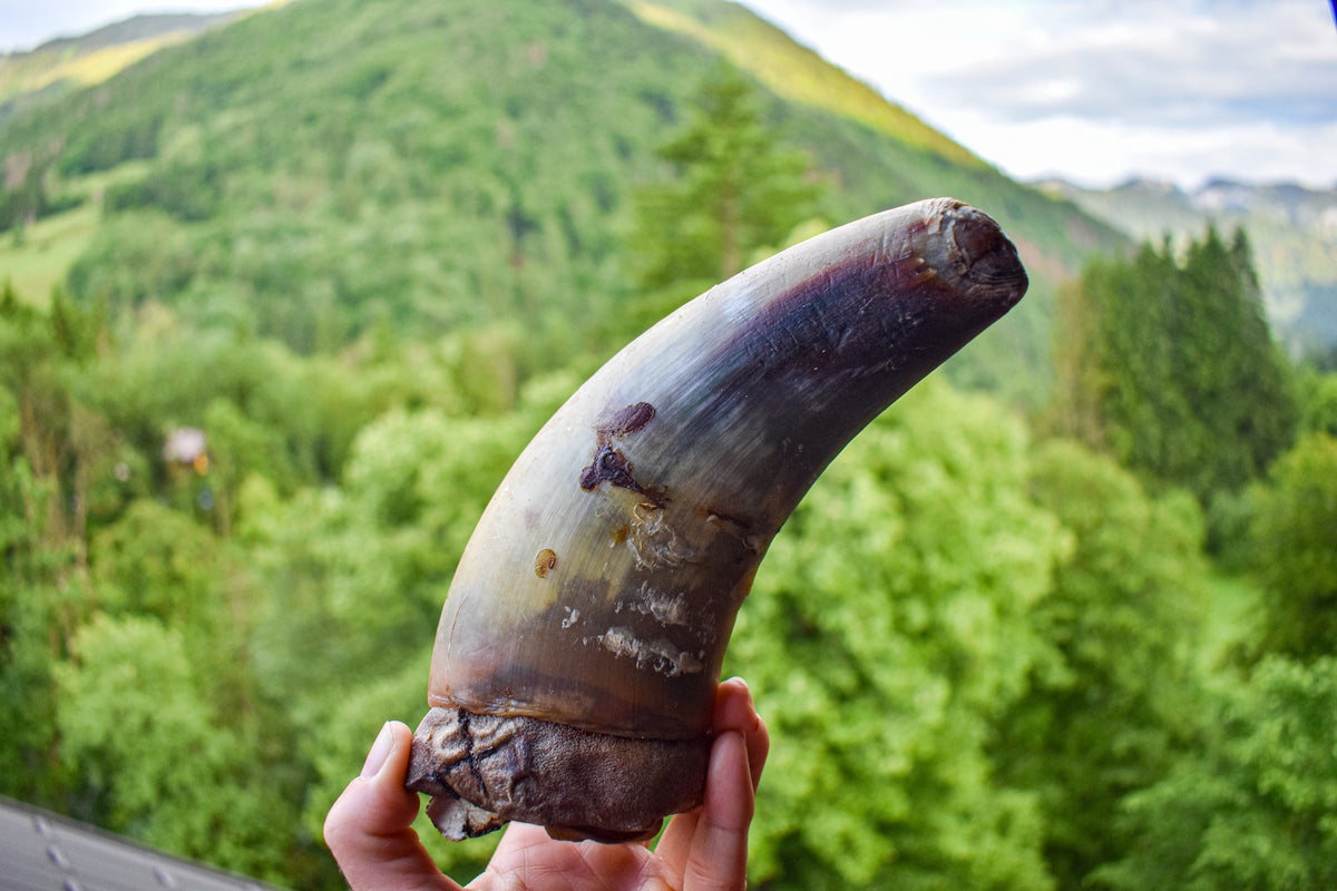 Beef Horn