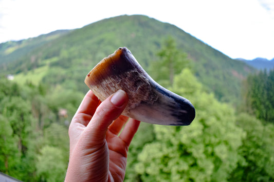 Beef Horn