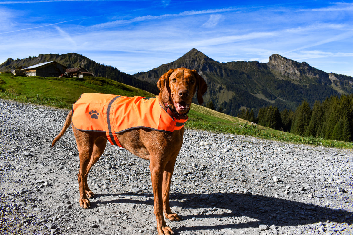 Hunting Vest for Dogs