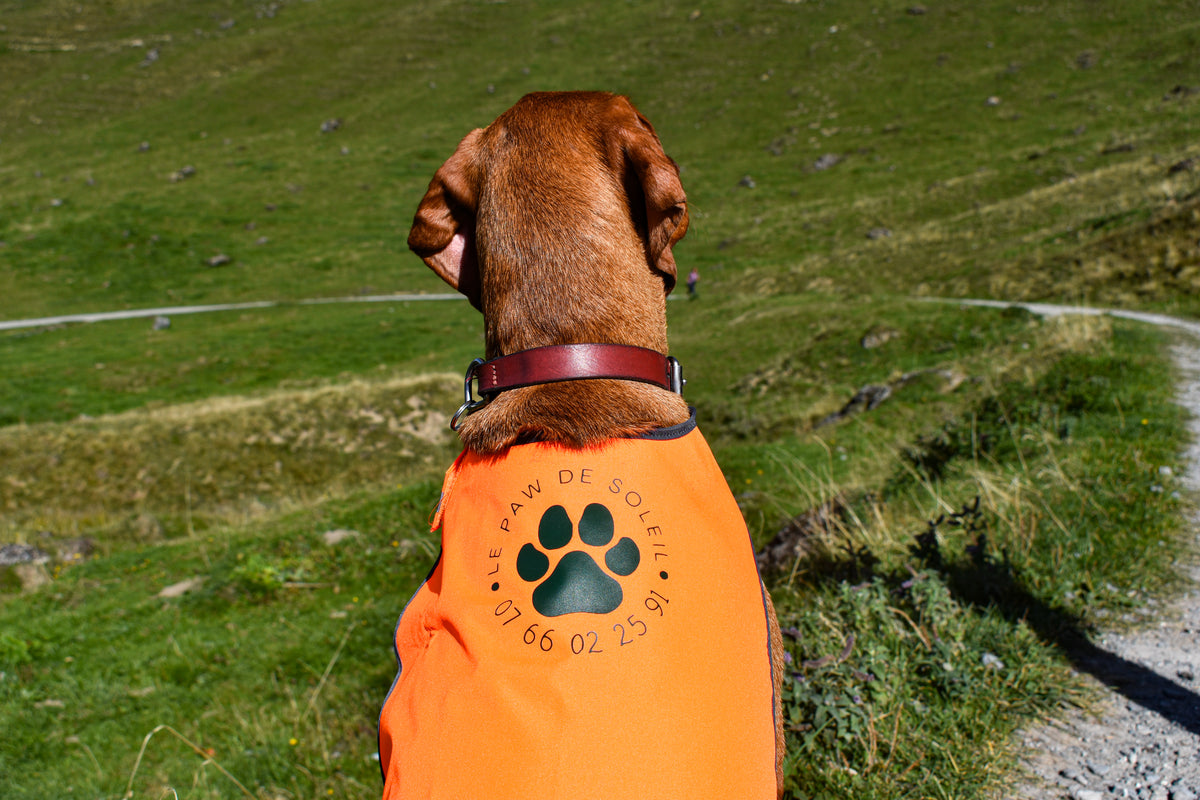 Hunting Vest for Dogs