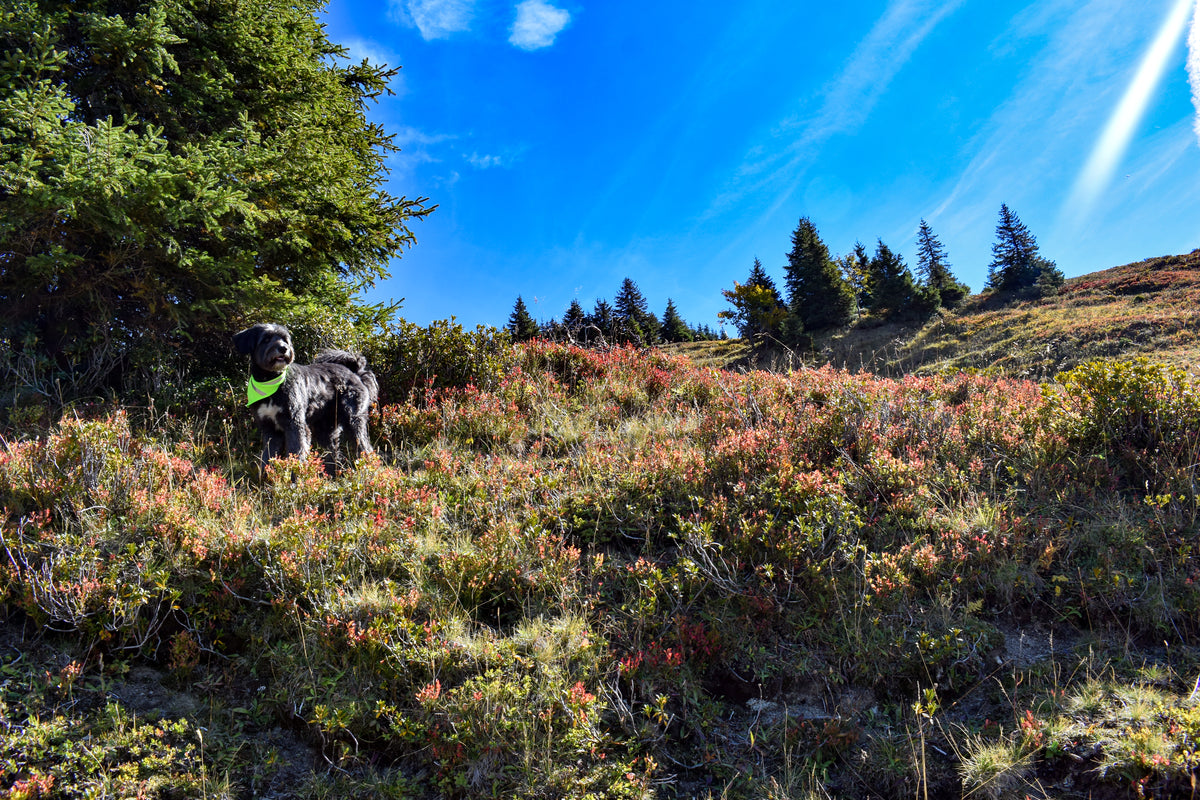 Hunting Banadana for Dogs